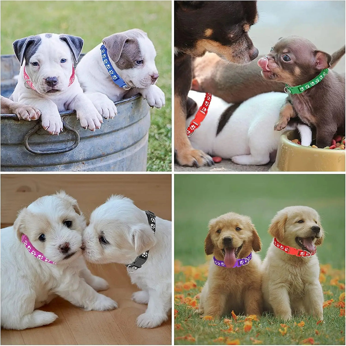 Puppy Litter ID Collar Set packaging