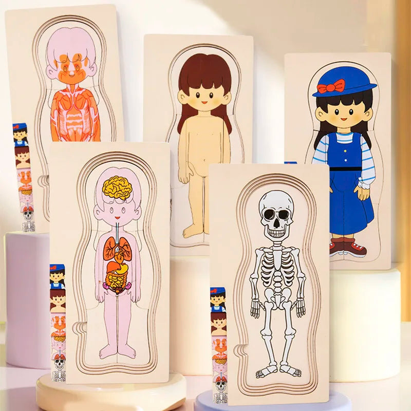 Wooden Human Body Layer Puzzle - Grey