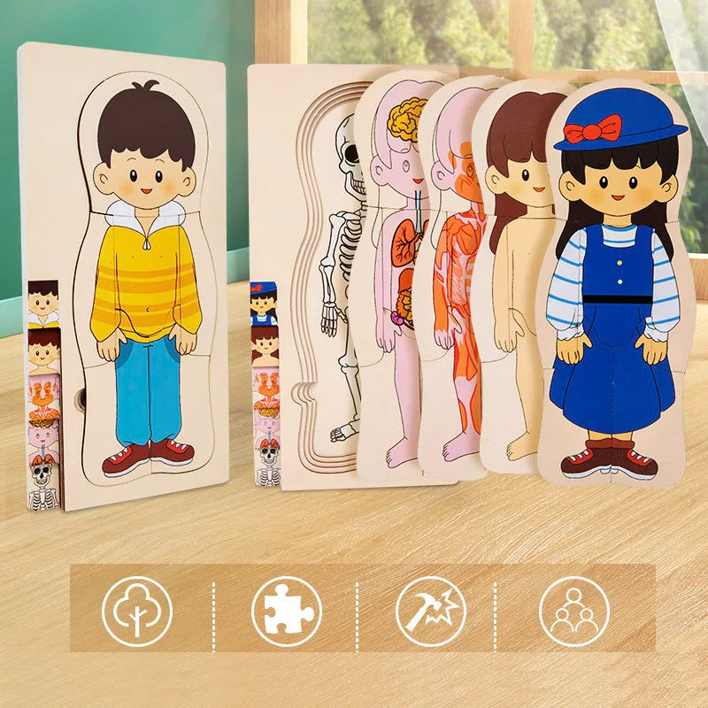 Wooden Human Body Layer Puzzle