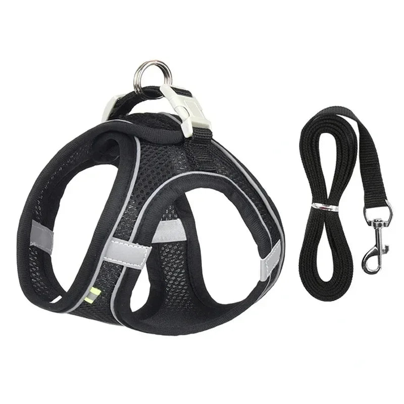 Adjustable Pet Safety Harness on small dog